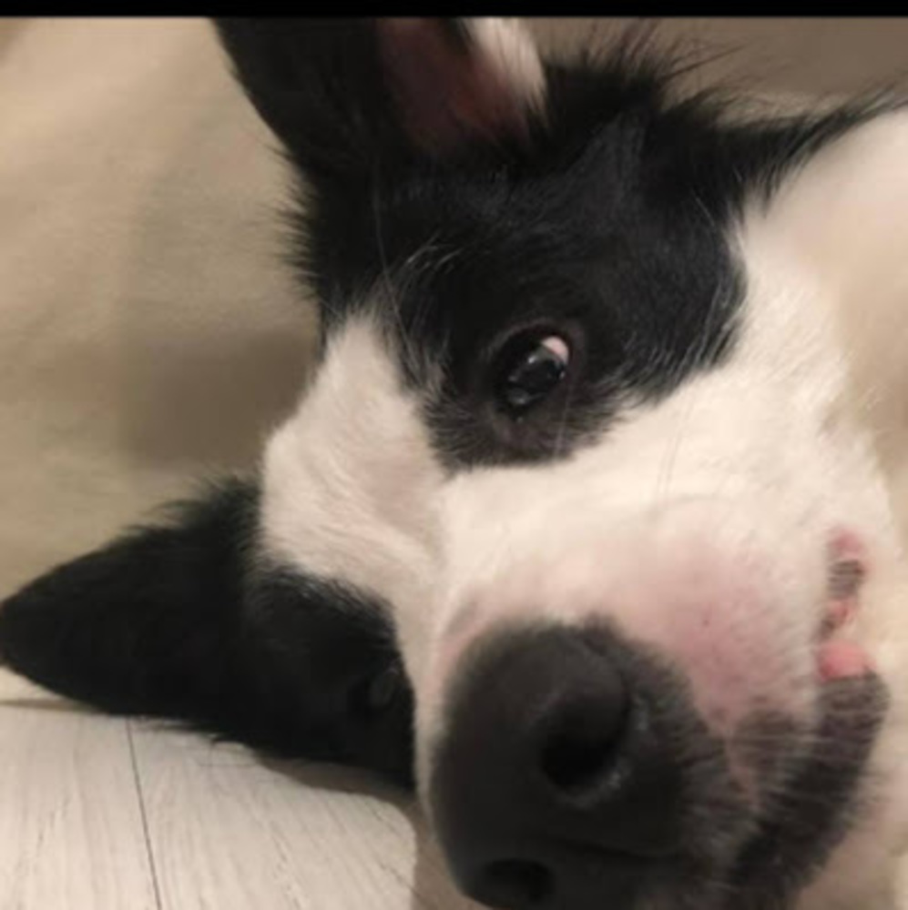 Meet your Posher, Shelton